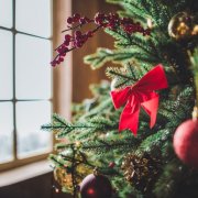 Comment choisir un arbre de Noël pour le nouvel an