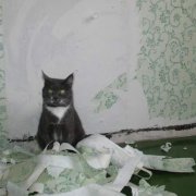 Comment sevrer un chat pour déchirer le papier peint: faites-le bien