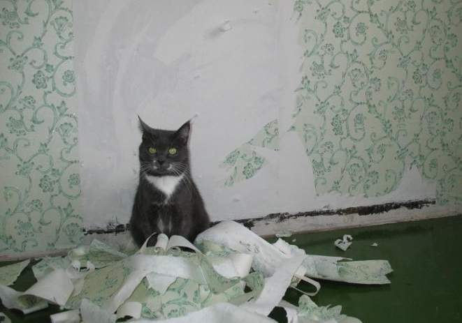 Comment sevrer un chat pour déchirer le papier peint