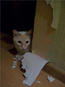Le chat a arraché le papier peint